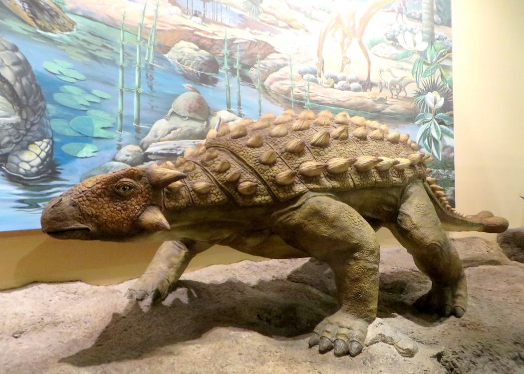 Reproduction d'un Ankylosaurus