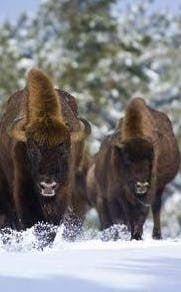 Image Réserve de bisons d'Europe
