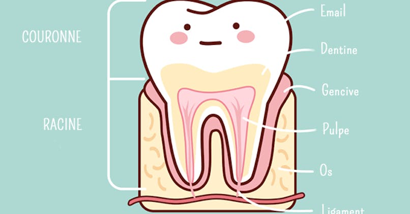 schéma dent