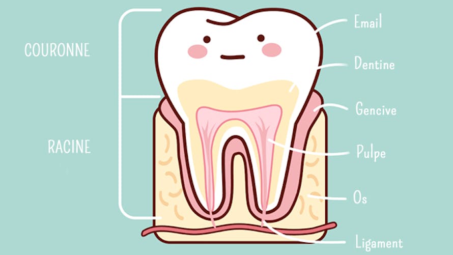 schéma d'une dent