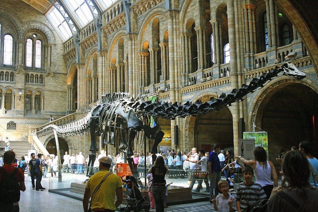 Squelette de Diplodocus exposé au Musée d'histoire naturelle de Londres