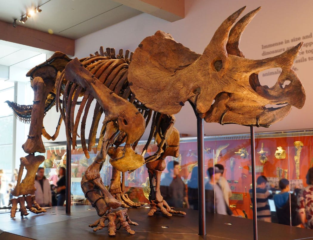 Squelette d'un tricératops au National Museum of Natural History