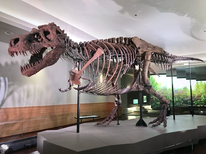 Squelette de Tyrannosaurus rex exposé au Musée Field de Chicago