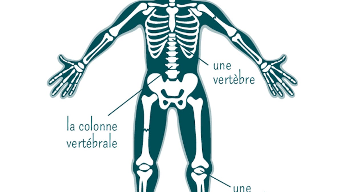Le Squelette Base Du Corps Humain Momes Net Le Squelette Base Du Corps Humain Momes Net
