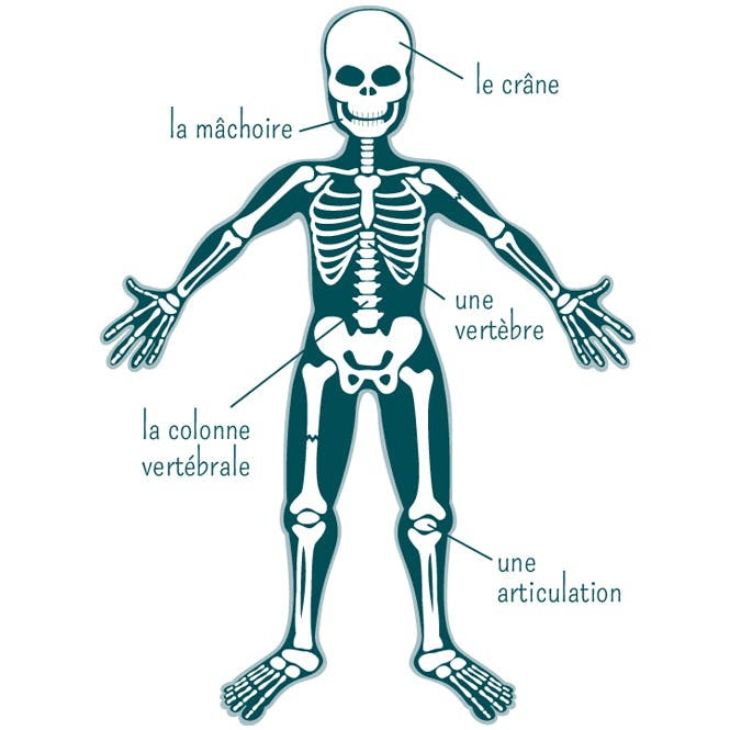 Le Squelette Base Du Corps Humain Momes Net