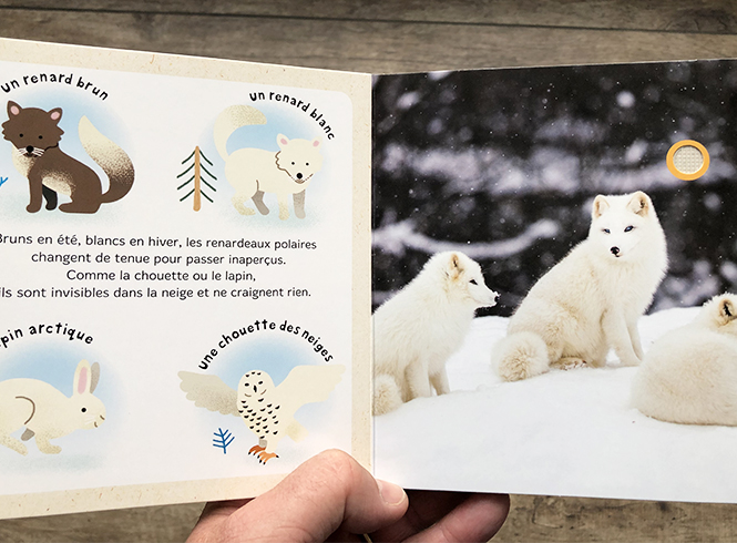 Mes Bebes Animaux Sur La Banquise Momes Net