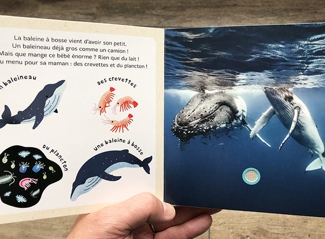 Mes Bebes Animaux Sur La Banquise Momes Net Mes Bebes Animaux Sur La Banquise Momes Net