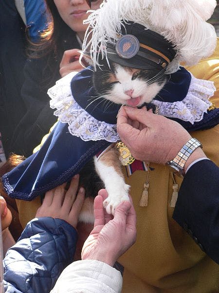 Tama le chat célèbre dans son costume traditionnel