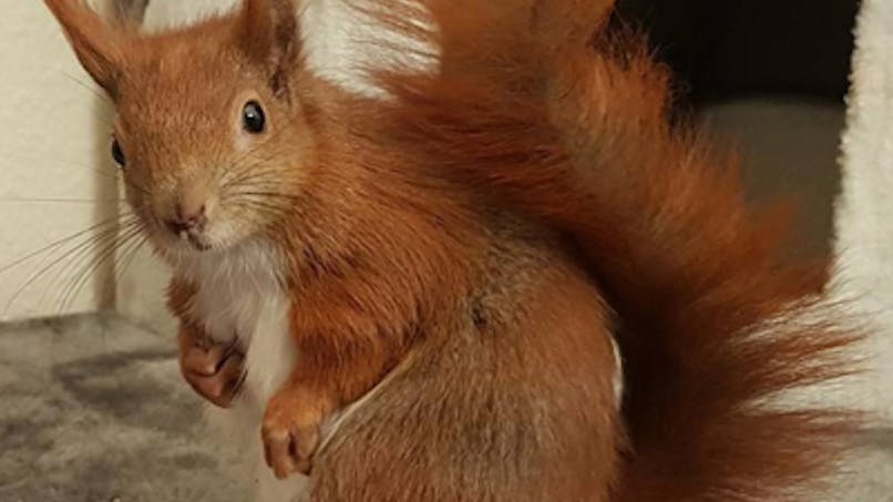 Tintin le petit écureuil roux roi d'Instagram