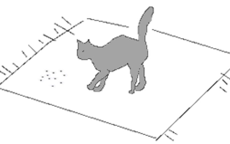 Un Petit Chat Gris Momes Net Un Petit Chat Gris Momes Net