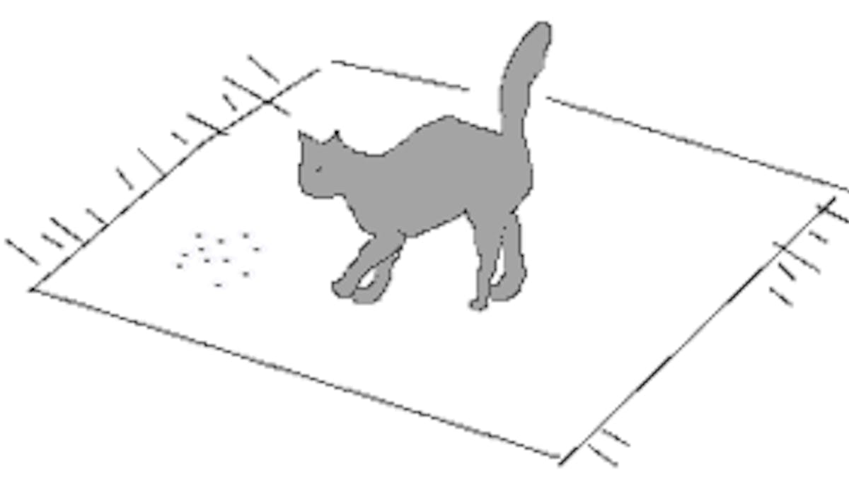 Un Petit Chat Gris Momes Net Un Petit Chat Gris Momes Net