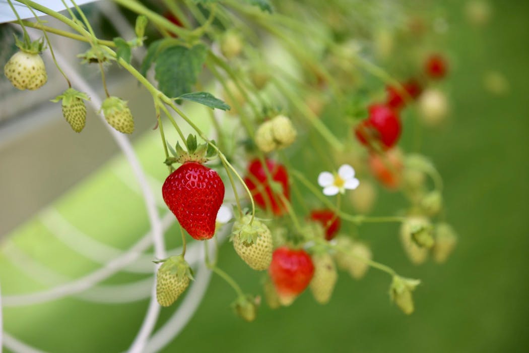 Un plant de fraisiers