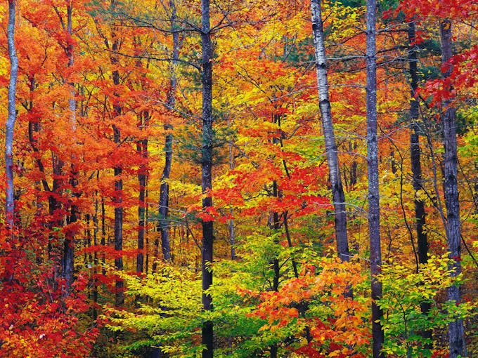 Une forêt à l'automne dans le New Hampshire aux États-Unis