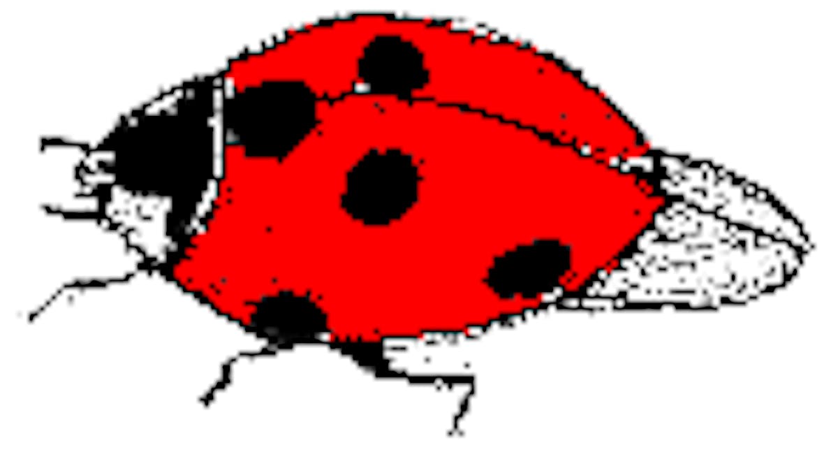 Une petite coccinelle MOMES