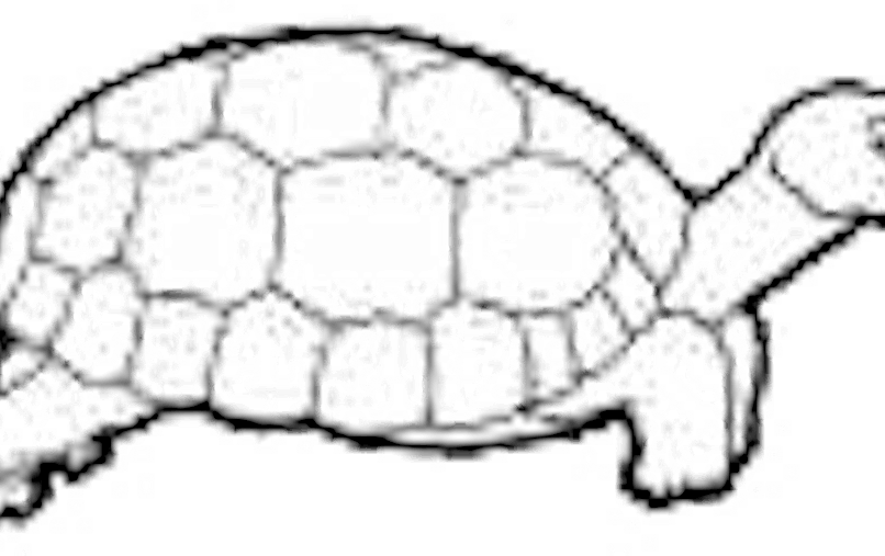 Voila Pourquoi La Tortue A Une Carapace Momes Net Voila Pourquoi La Tortue A Une Carapace Momes Net