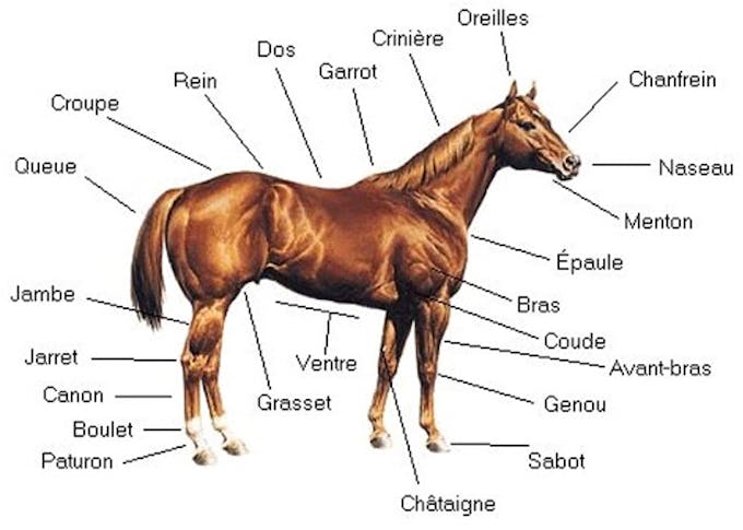 les différentes parties de la tete  Tout sur les chevaux, Anatomie du  cheval, Cheval empaillé