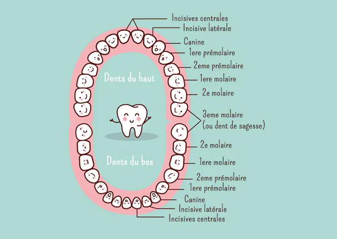 Qu'est-ce qu'une dent ? | MOMES