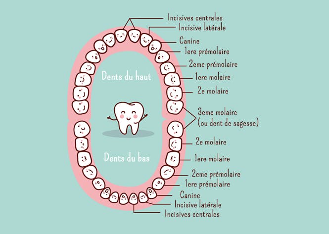 La Dent Qu Est Ce Qu Une Dent Momes Net