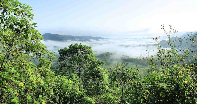 Forêt primaire d'Amazonie