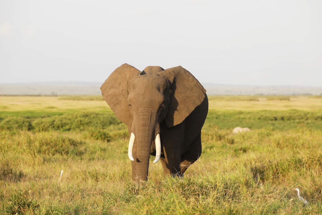 Éléphant dans le parc national d'Amboseli, Kenya