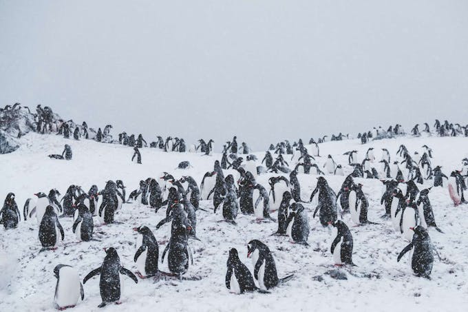 Pingouins sur un sommet enneigé 