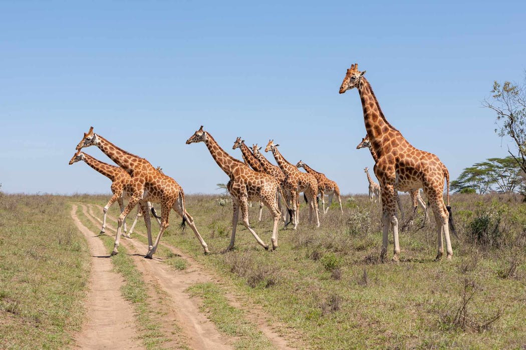 Les girafes dans la savane
