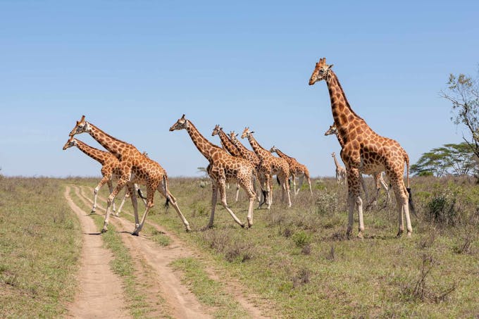 Les girafes dans la savane