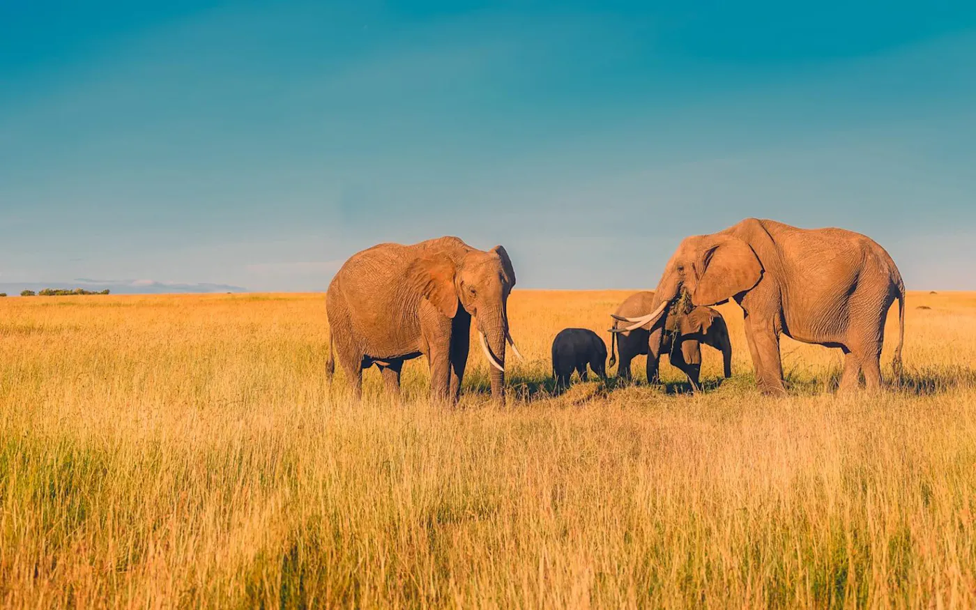 La savane expliquée aux enfants | MOMES