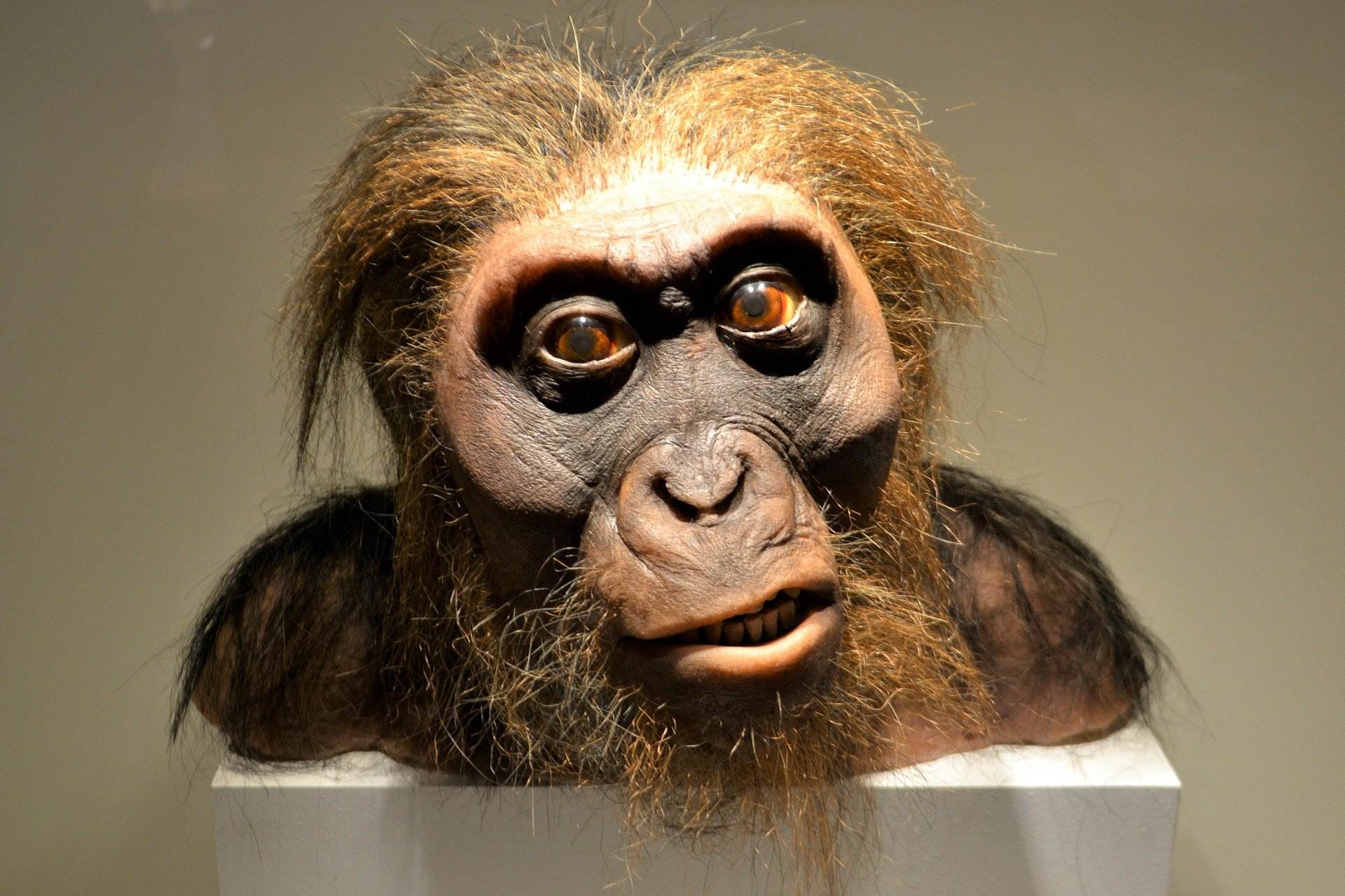 L Homo Habilis Qui Etait Notre Lointain Ancetre Momes Net