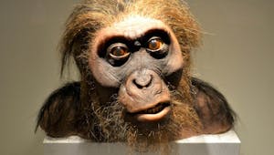 A la découverte de l'Homo habilis, le premier "homme"... 