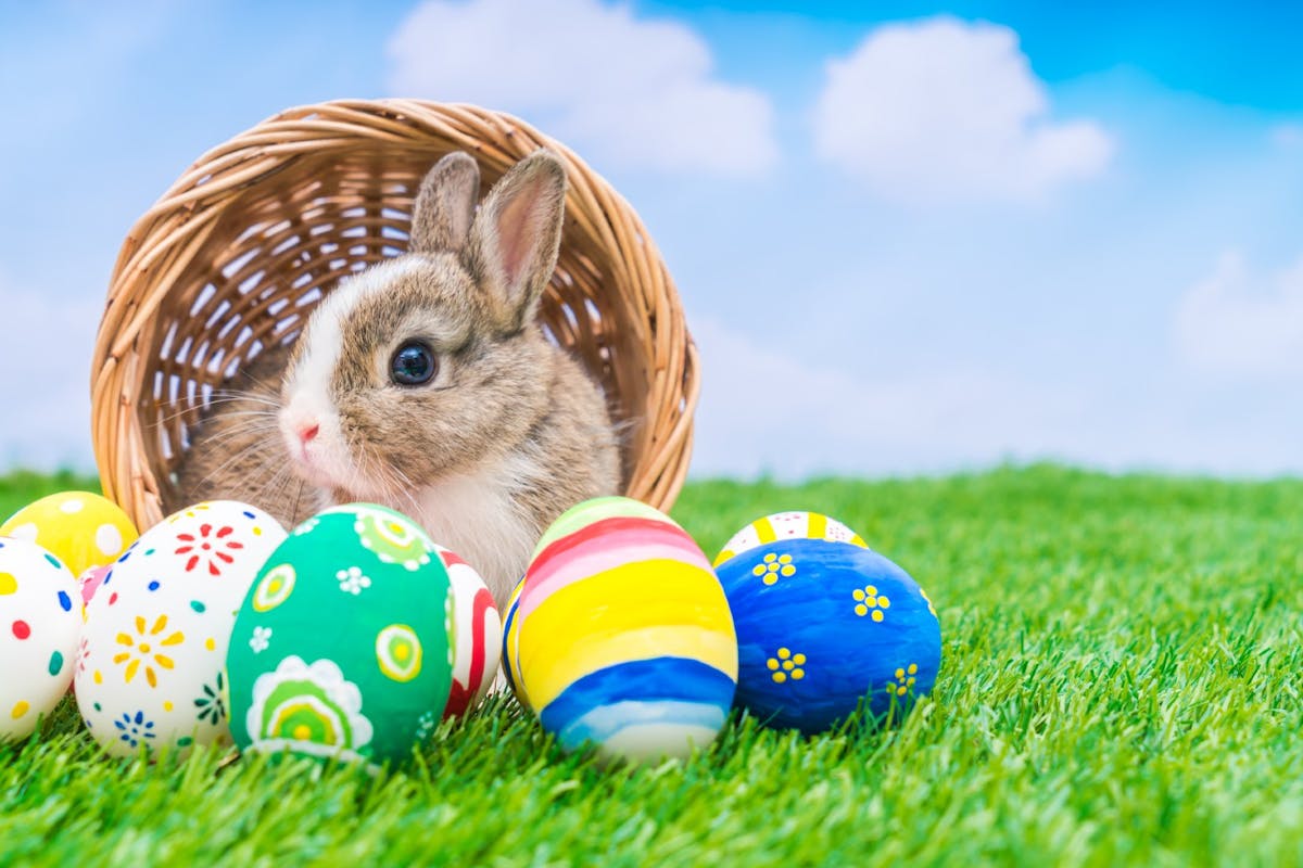 D'où viennent les cloches de Pâques, lapin de Pâques ?