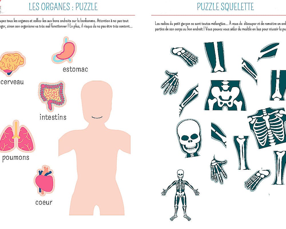 des puzzles à imprimer sur les organes et le squelette