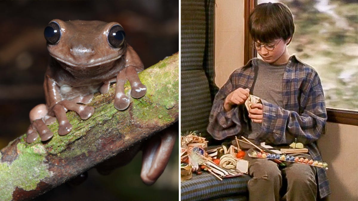 La chocogrenouille d'Harry Potter existe pour de vrai en Nouvelle Guinée ! | MOMES.net