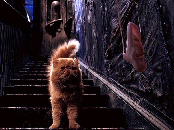 Pattenrond est un chat célèbre dans la saga Harry Potter