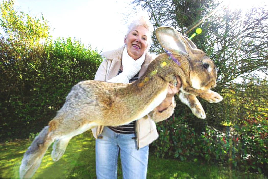 Le Lapin Origine Races Et Caracteristiques Momes Net Le Lapin Origine Races Et Caracteristiques Momes Net