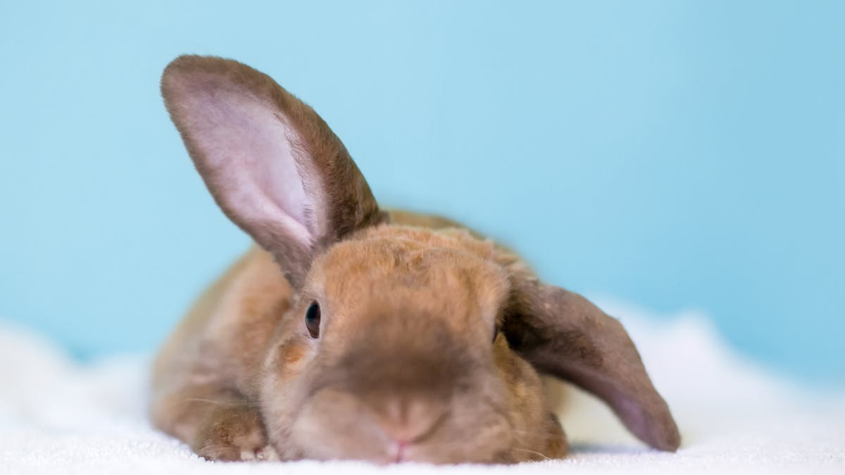 Le Lapin Origine Races Et Caracteristiques Momes Net Le Lapin Origine Races Et Caracteristiques Momes Net