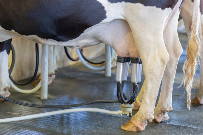 traite de la vache pour récupérer son lait - les différents laits de type animal