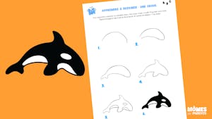 Apprendre à dessiner : une orque