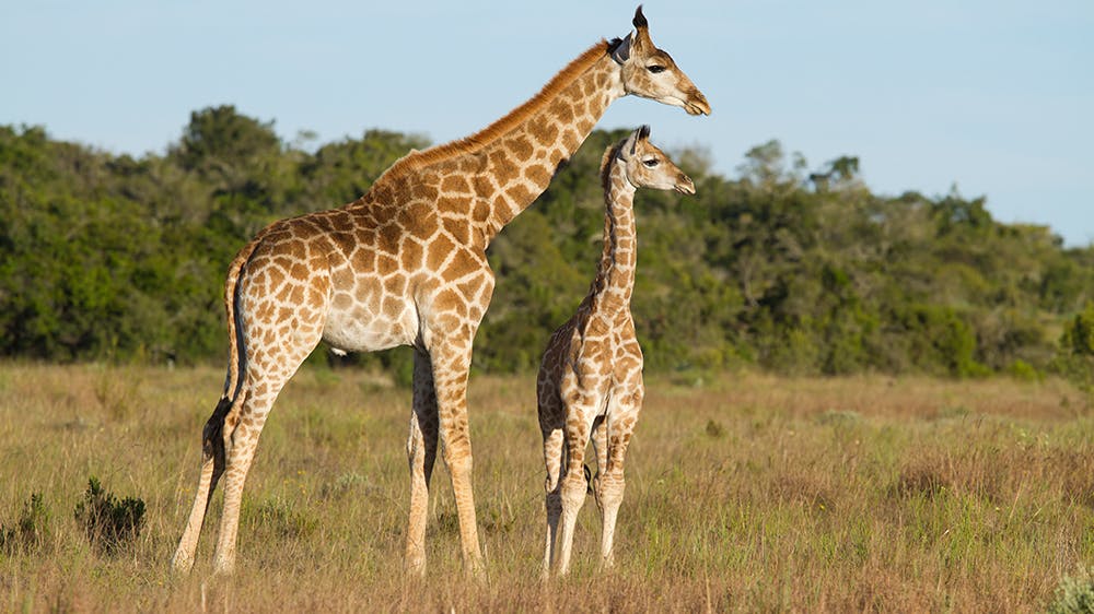 Une girafe et son girafon