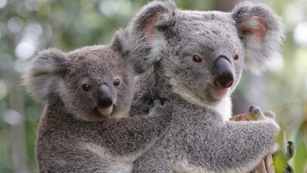 Le koala et son cub