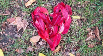 Un cœur en feuilles mortes