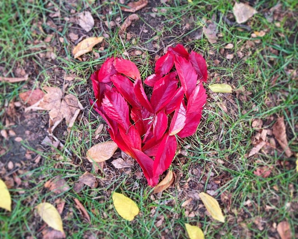 Un cœur en feuilles mortes