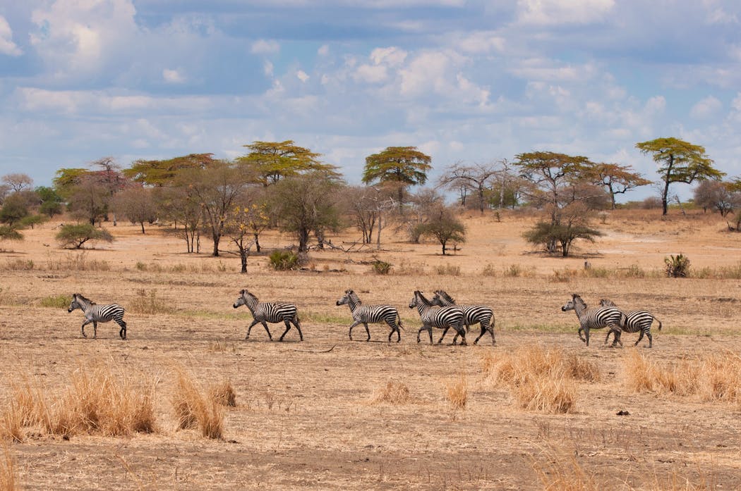 La savane du Kenya, avec ses herbes rares et ses zèbres