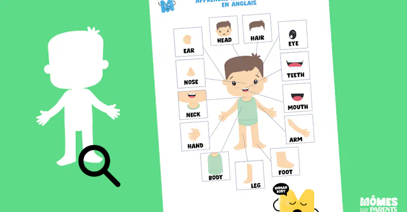 J'apprends le vocabulaire du corps humain en anglais | MOMES