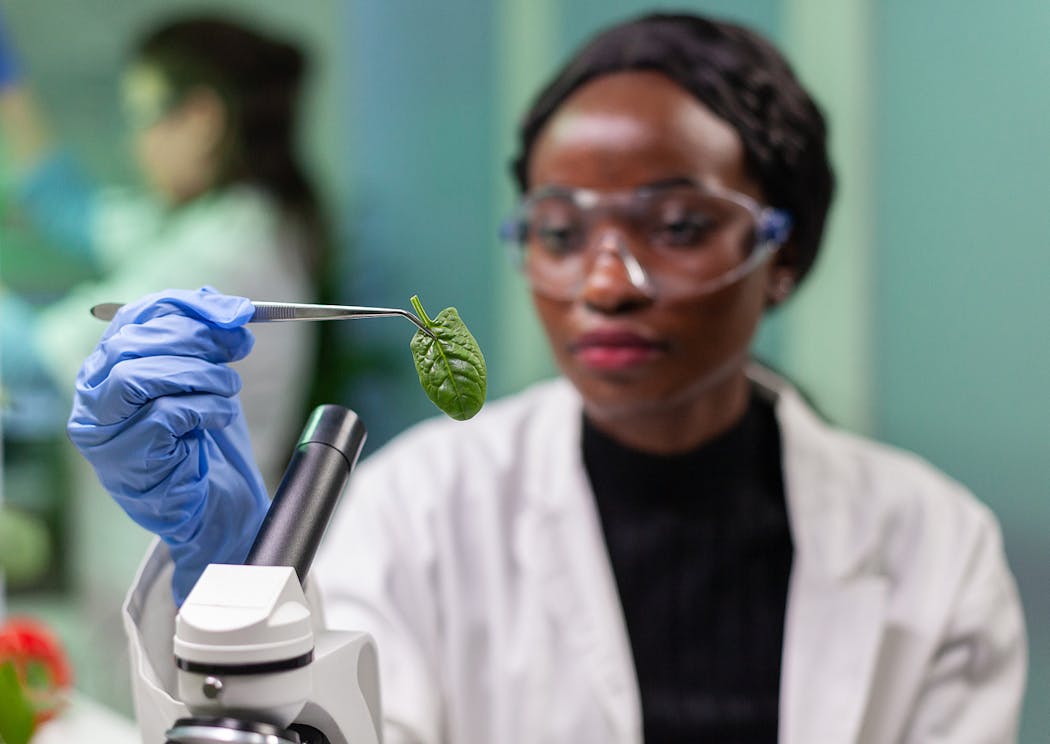 botánico mirando una hoja de planta en el laboratorio 