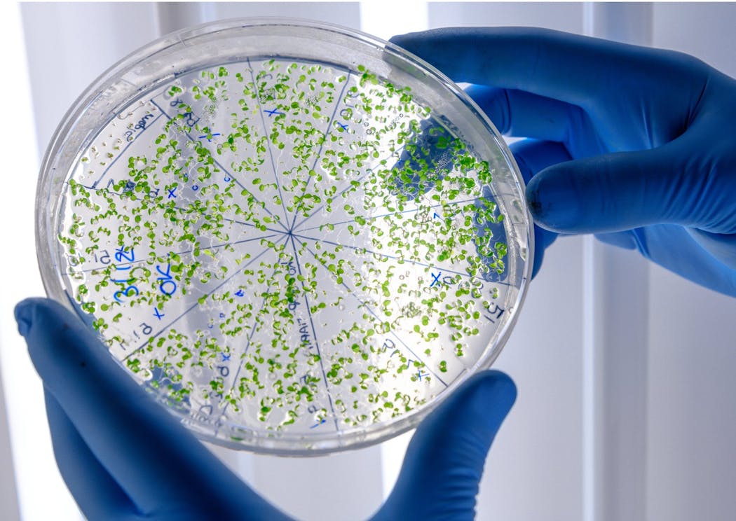 células biológicas que serán estudiadas bajo un microscopio