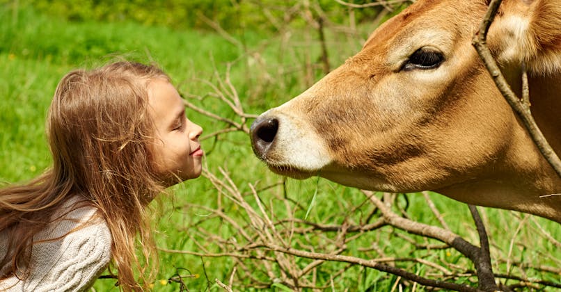 Un enfant avec une vache