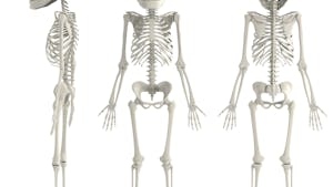 Le squelette : base du corps humain