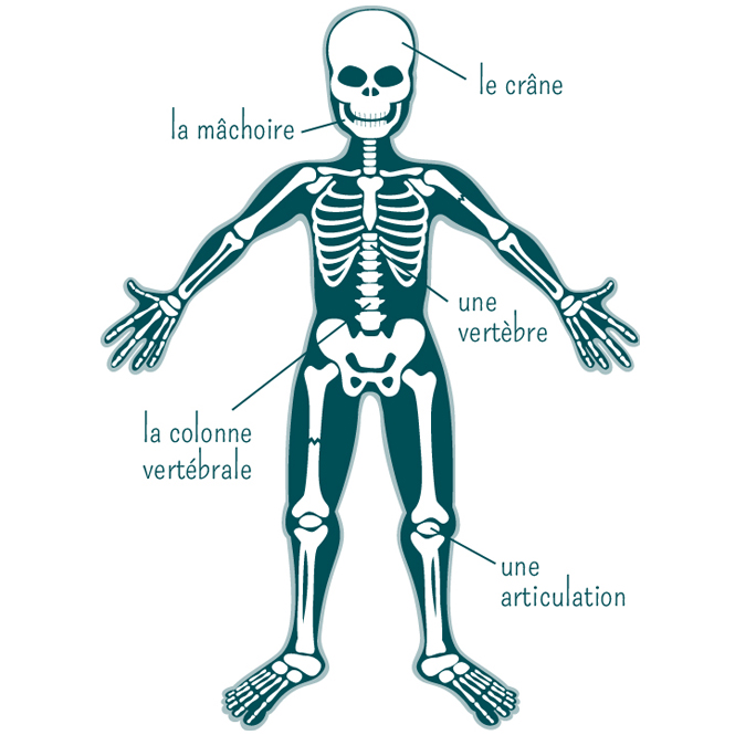 Tout Savoir Sur Le Squelette Humain | MOMES