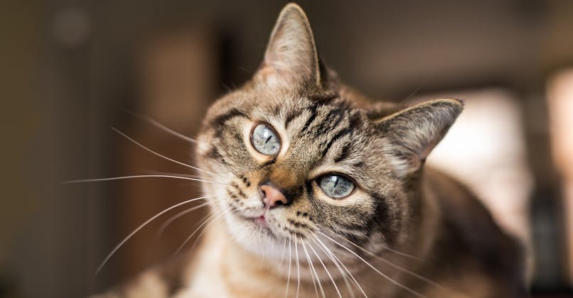 Le Chat Presentation Et Informations Momes Le Chat Presentation Et Informations Momes